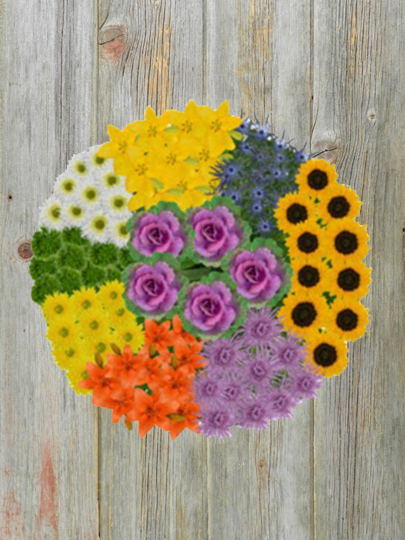 VARIETY GARDEN SEASONAL COLORS COMBO BOX